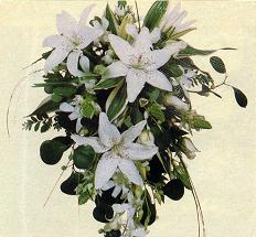 Lilium-verdes